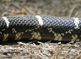Eastern King Snake